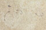 Fossil Fish (Cockerellites) With Seven Diplomystus Hatchlings #158601-2